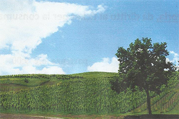 spergolata colline scandianesi immagini\calendario\20170521_1.jpg